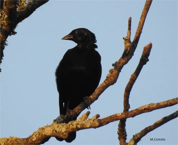 El mirlo charrúa: pájaros cantores del Uruguay