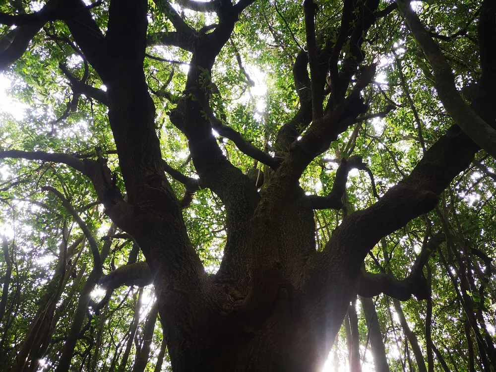 Árboles indígenas: el canelón