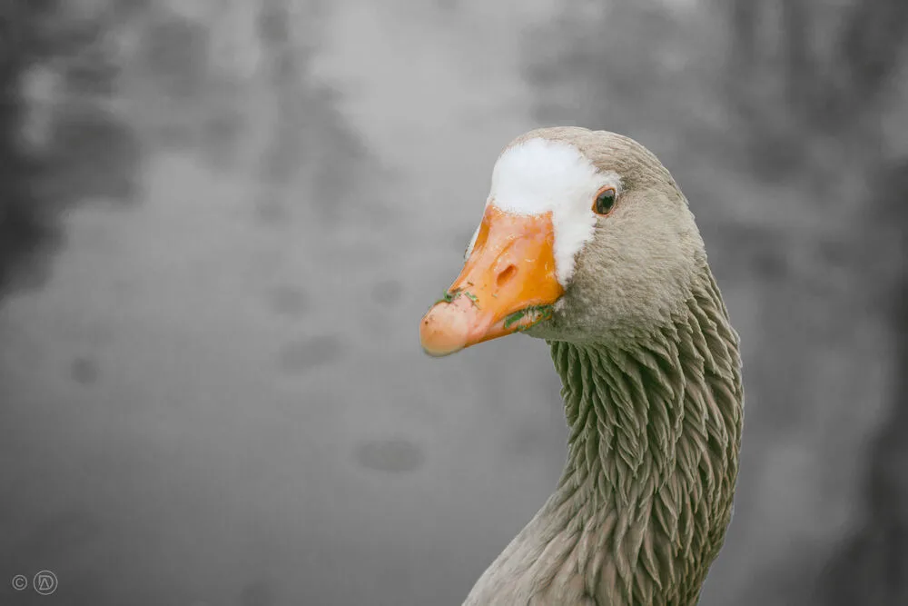 Ganso silvestre del Uruguay