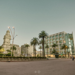 Palmeras de la Plaza Independencia de Montevideo