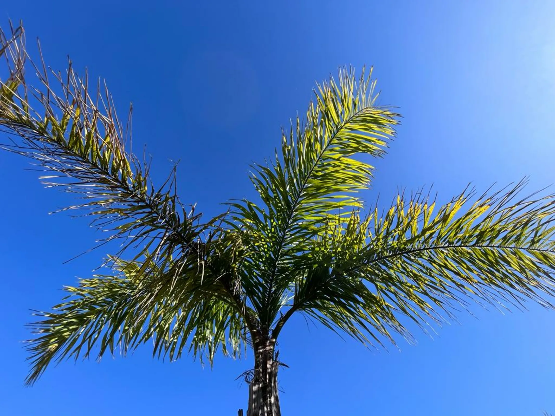 Palmeras del Uruguay