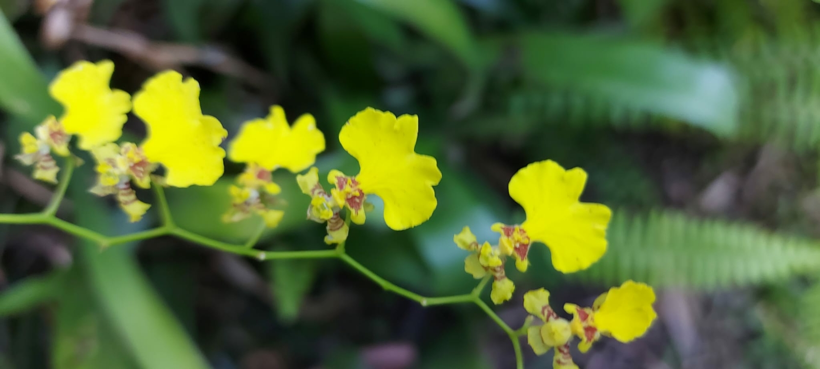 Flor de patito