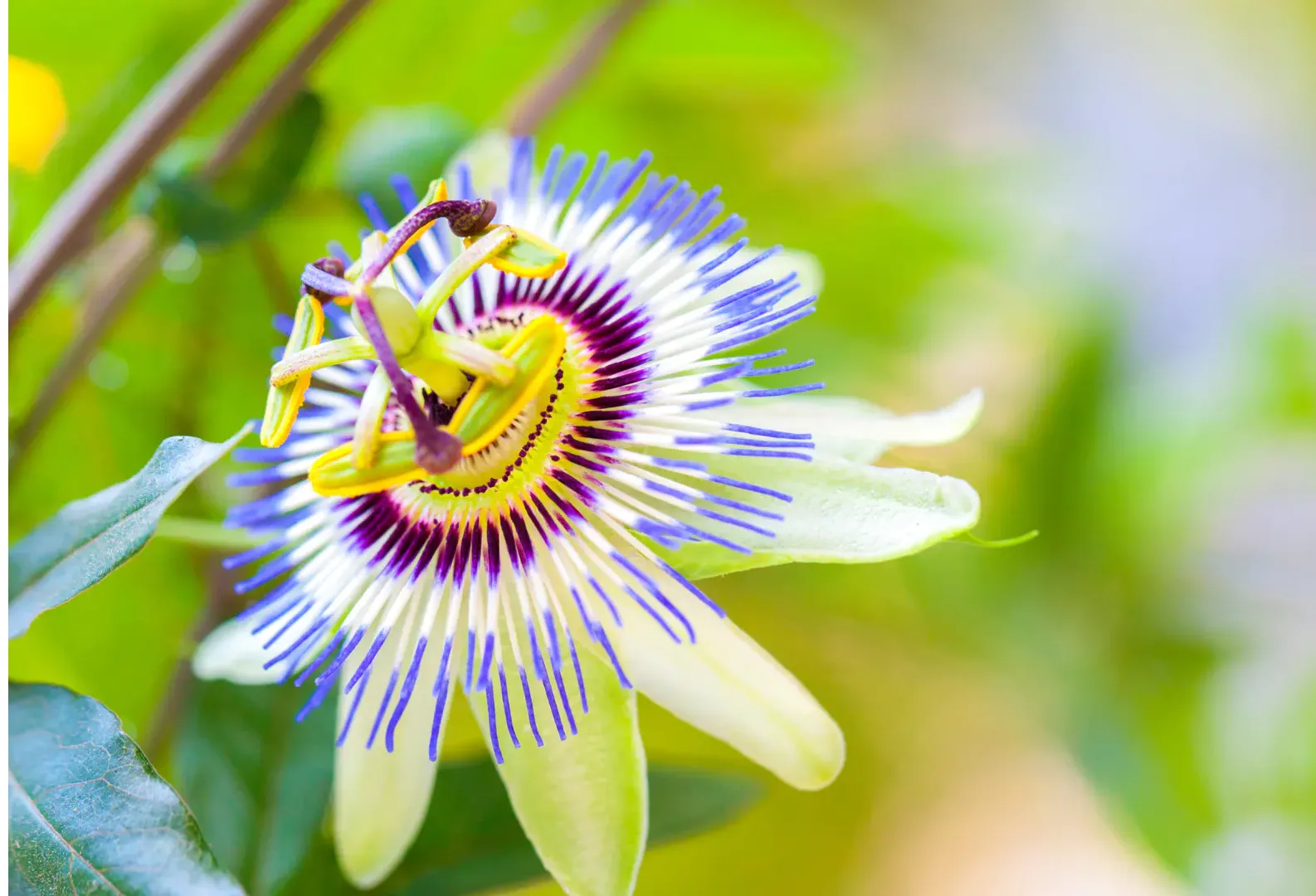 Mburucuyá: La Flor de la Pasión