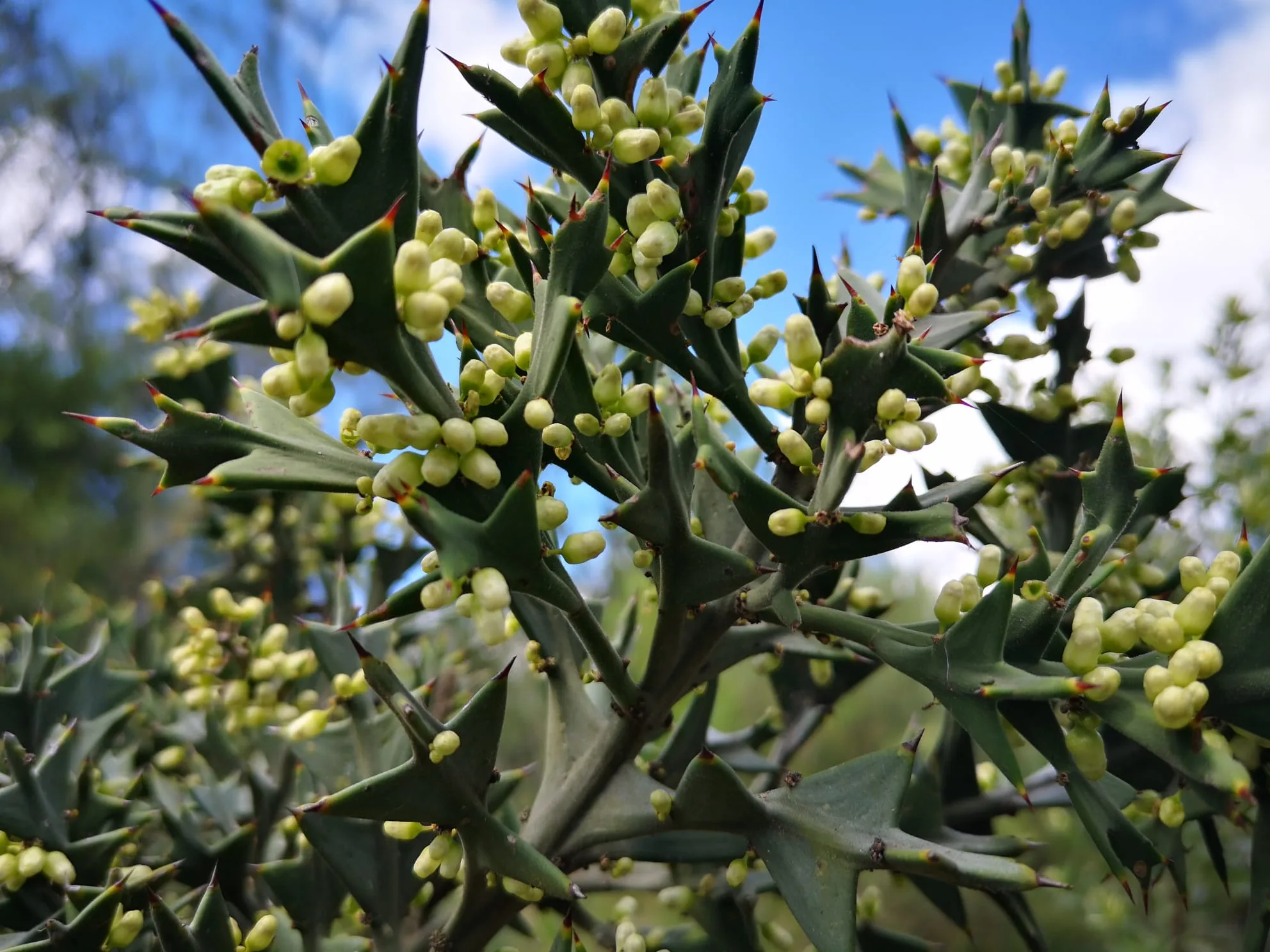 Espina de la cruz: arbusto que desafía la lógica