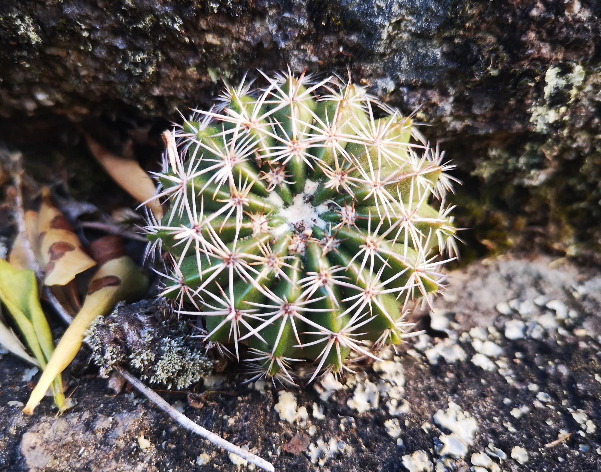Parodia erinacea: El cactus que florece en las sierras de Uruguay