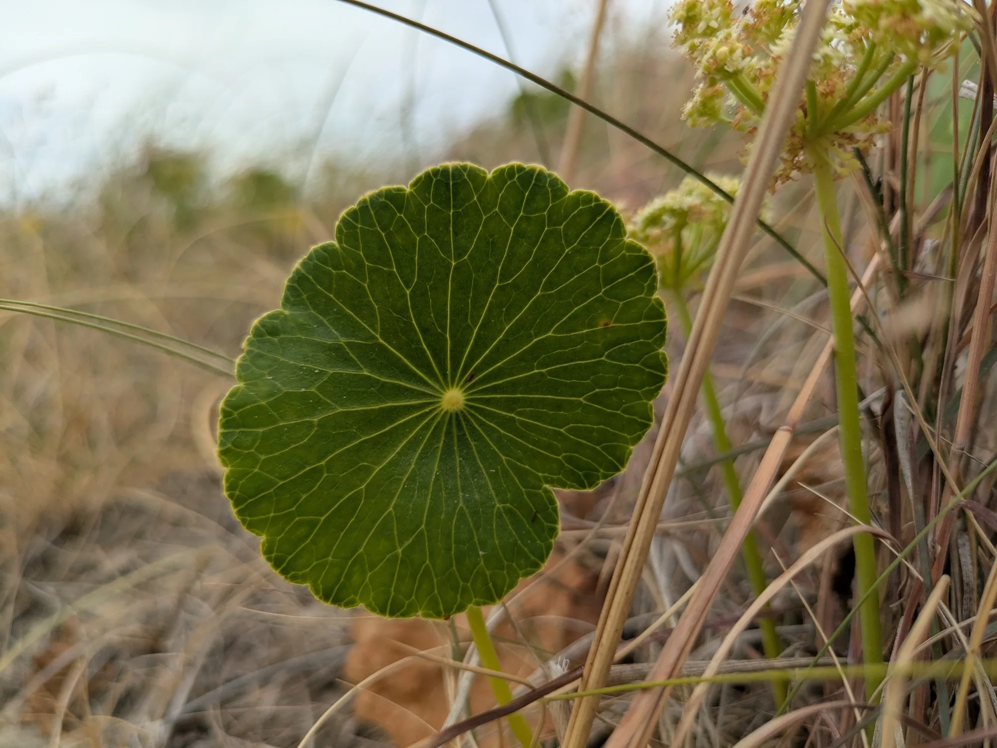 Redondita de agua: la nodriza de las dunas
