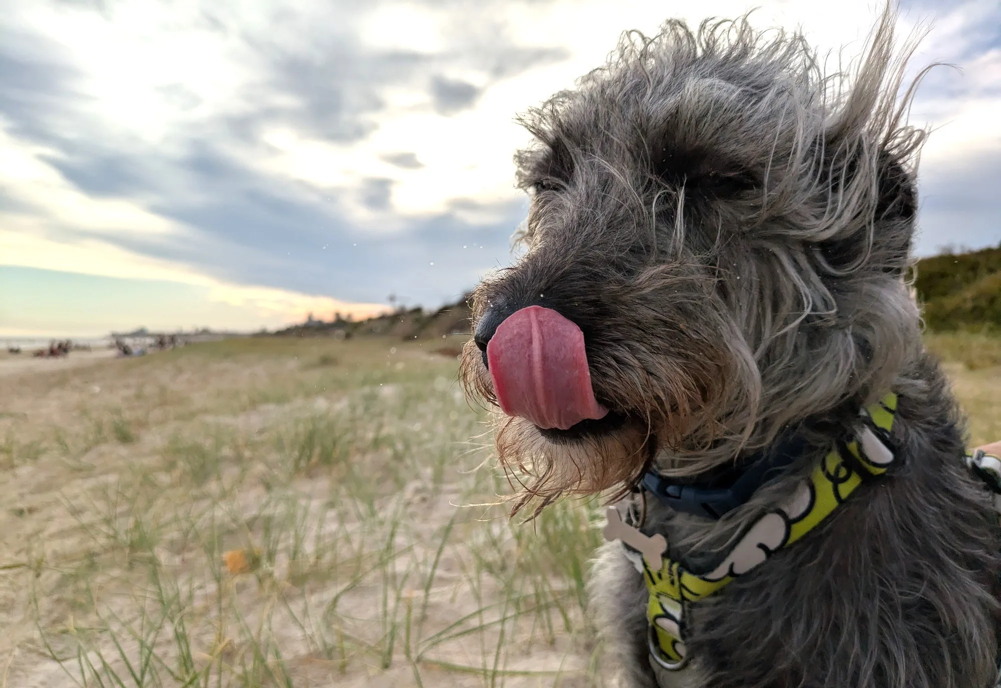 Playas para perros en Montevideo