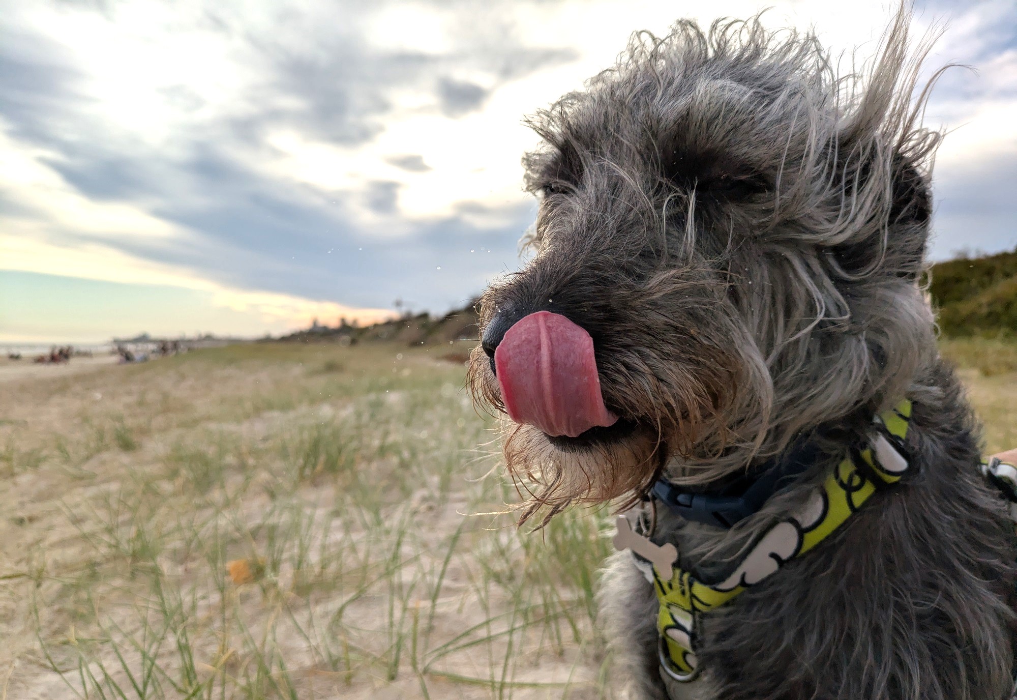 Playas para perros en Montevideo