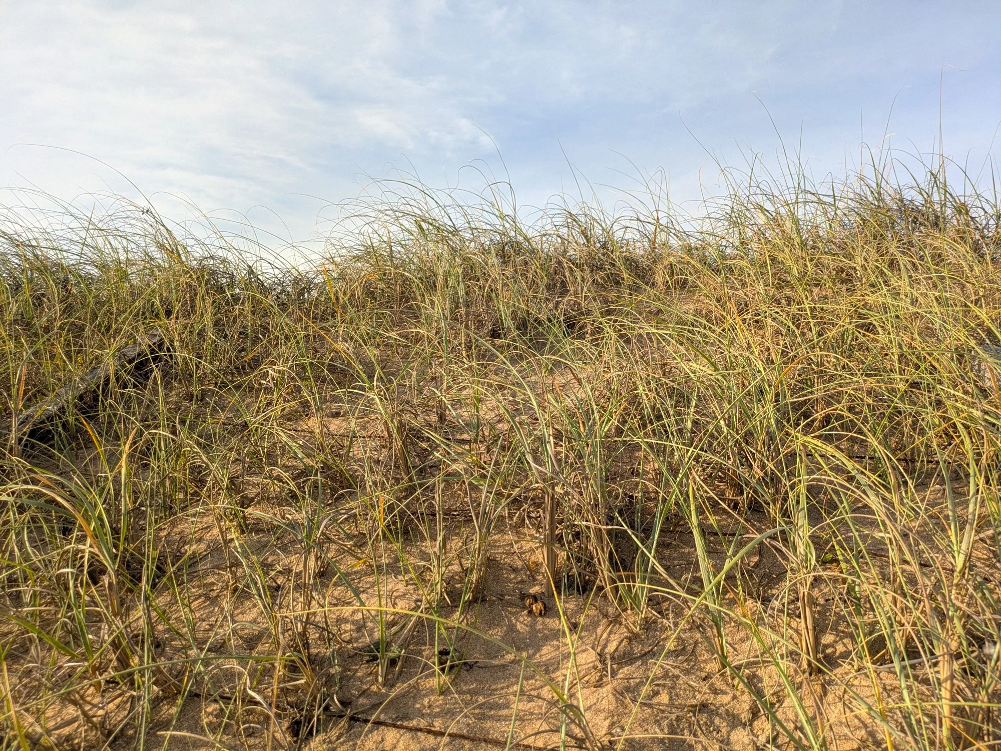 Pasto Dibujante : clave en la conservación de las dunas