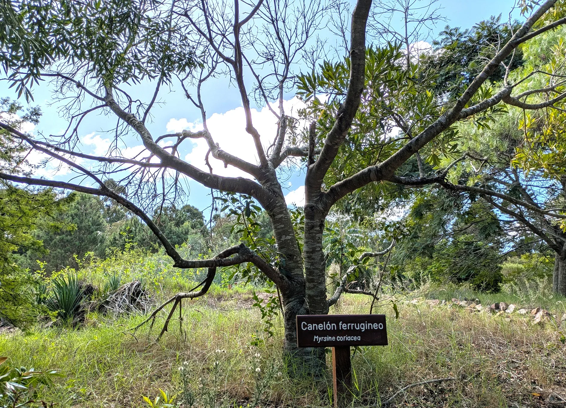 Conociendo el Bosque Nativo: Canelón Colorado