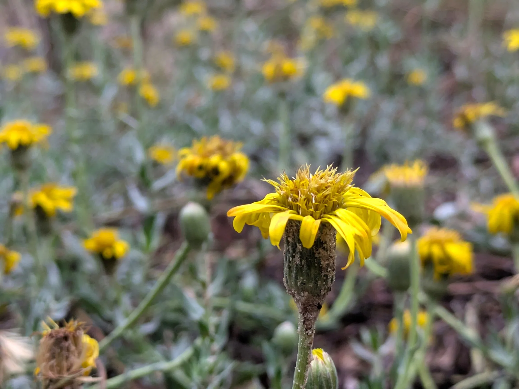 Margarita de las dunas: flor de las costas uruguayas
