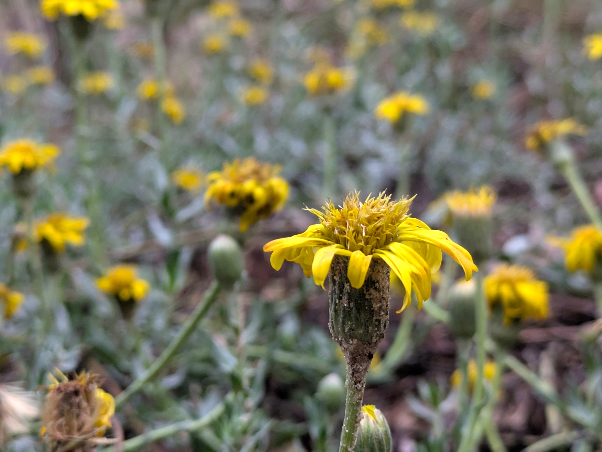 Margarita de las dunas: flor de las costas uruguayas