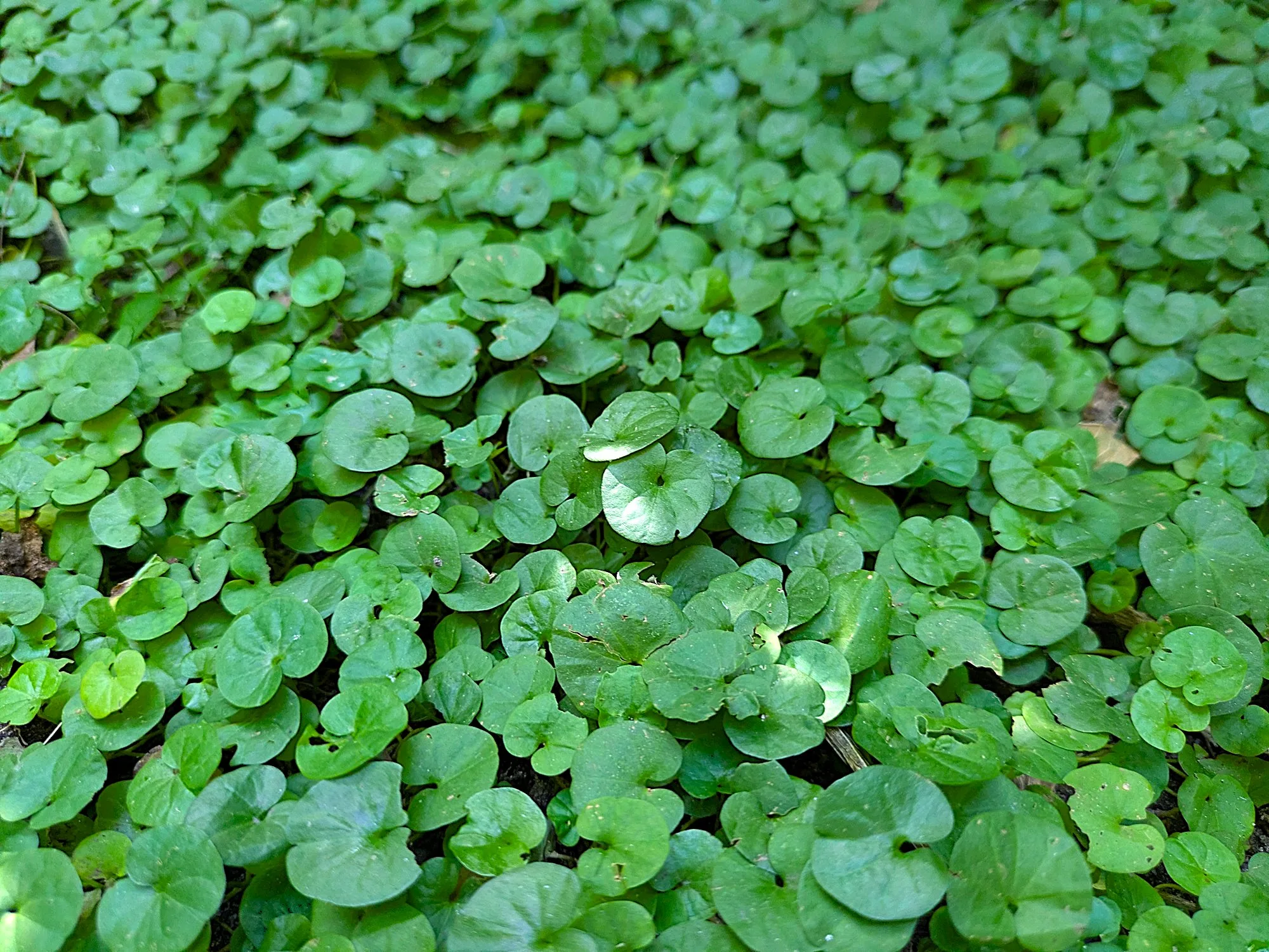 Oreja de Ratón: Planta nativa para Reemplazar el Césped