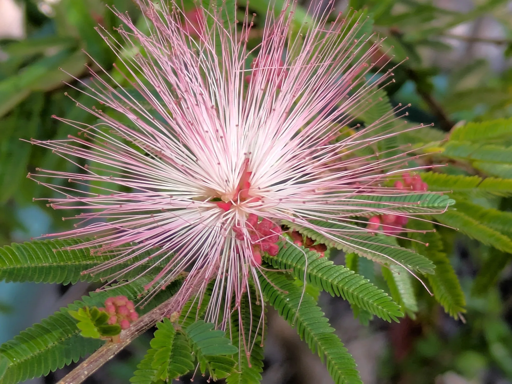 Plumerillo rosado, Silvestre y Ornamental